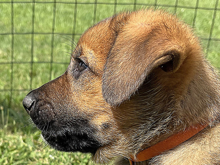 chinook puppy